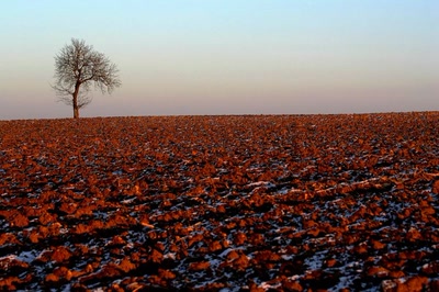 Un arbre dans le champ