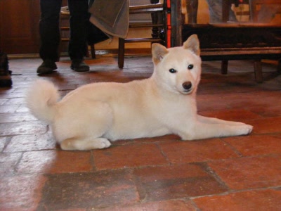 Résultat de recherche: daisy