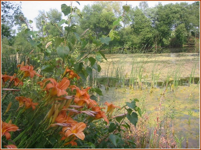 Marécages et Hémérocalles en Bretagne
