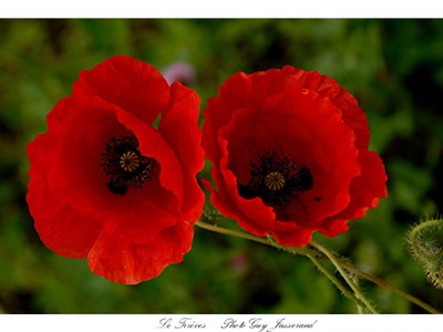 Œuvre de guyjass: coquelicots