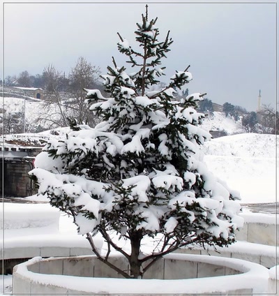 Résultat de recherche: Neige 14209 2