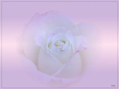 Résultat de recherche: Rose 1209