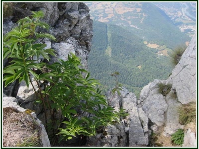 Résultat de recherche: La Molière au dessus de Grenoble