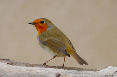 Œuvre de coelisa: ROUGE GORGE