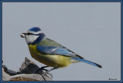 Œuvre de coelisa: MESANGE BLEUE