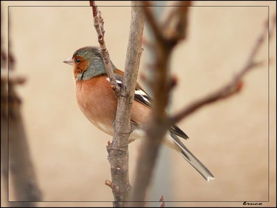 Œuvre de coelisa: PINSON