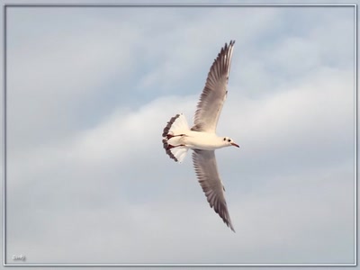 Résultat de recherche: Mouette 220209b