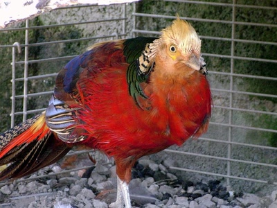 Résultat de recherche: bel oiseau