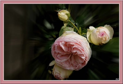 Résultat de recherche: Rose