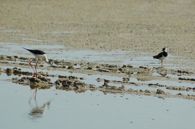 Œuvre de insousiant: rencontre improbable