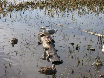 Résultat de recherche: Goéland