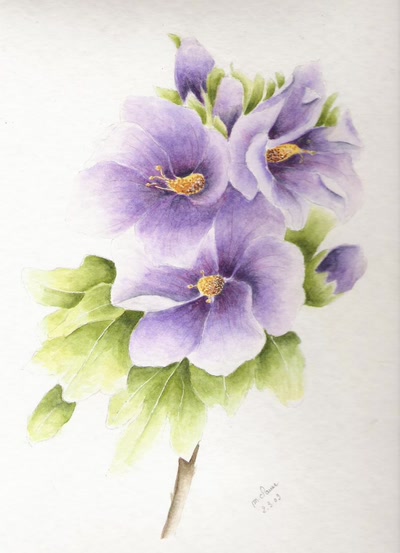 Résultat de recherche: Hibiscus