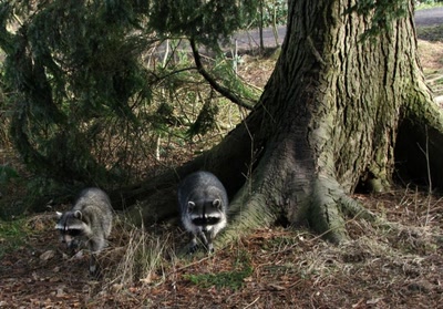 Résultat de recherche: Ratons laveurs