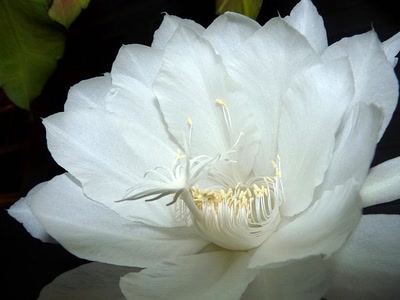 Résultat de recherche: Fleur de Cactus