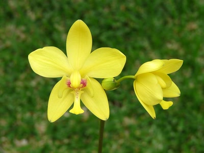 Résultat de recherche: Orchidée de jardin !