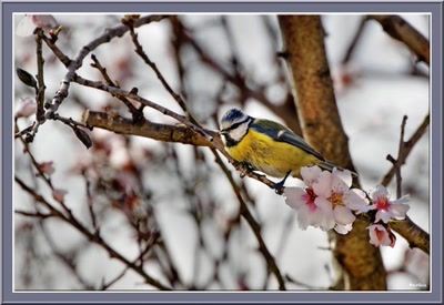 Résultat de recherche: Mésange bleue