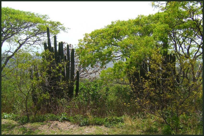 Végétation mexicaine