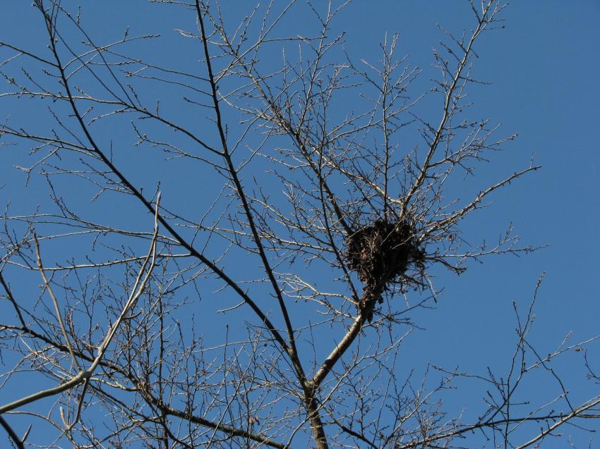 Petit nid prêt pour les oeufs