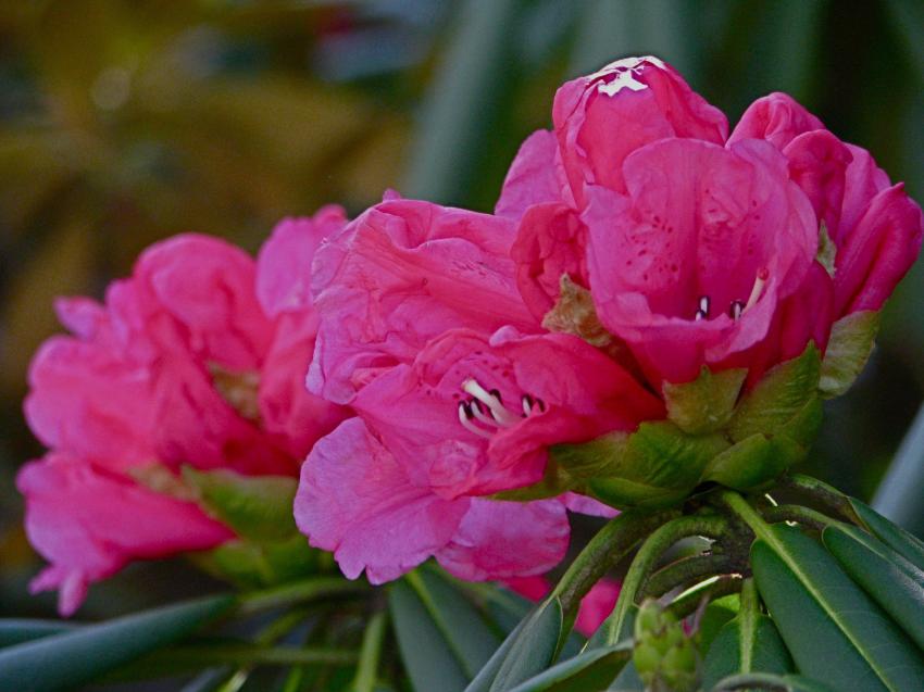 Rhododendrons