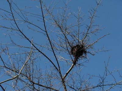 Résultat de recherche: Petit nid prêt pour les oeufs