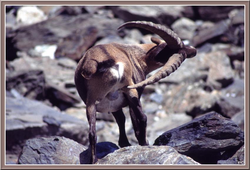 Bouquetin dans la Vanoise