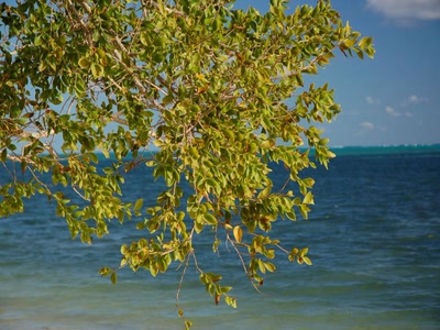 Résultat de recherche: feuillage