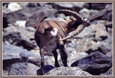 Bouquetin dans la Vanoise
