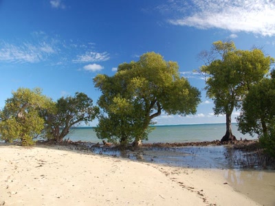 Résultat de recherche: palétuviers
