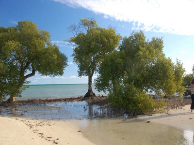 Résultat de recherche: mangrove
