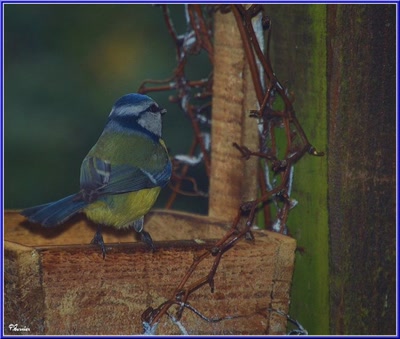 Résultat de recherche: Mésange
