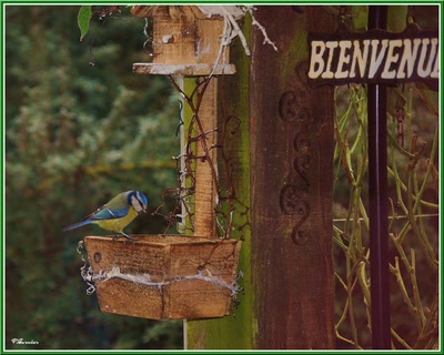 Résultat de recherche: Mésange