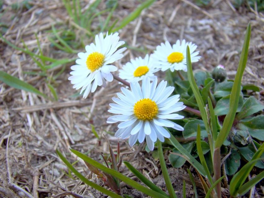 petites pâquerettes