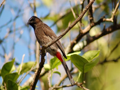 Résultat de recherche: bubu adulte