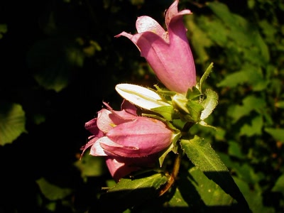 Résultat de recherche: Fleur de jardin