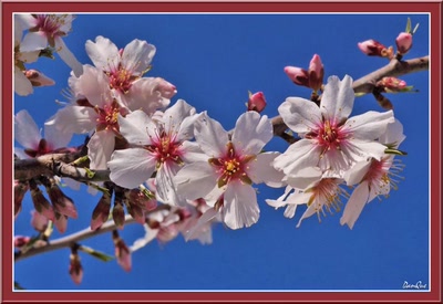 Œuvre de danque: Amandiers en fleurs