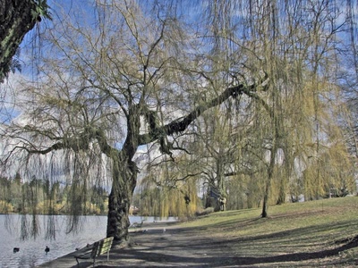 Résultat de recherche: Parc Stanley et son Lost Lagoon, Vancouver -1-
