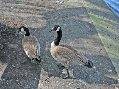 Résultat de recherche: Bernaches canadiennes