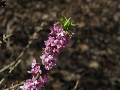 Résultat de recherche: Fleur du parc
