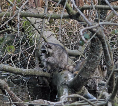 Résultat de recherche: Raton laveur