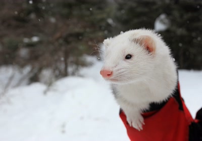 Résultat de recherche: Furet