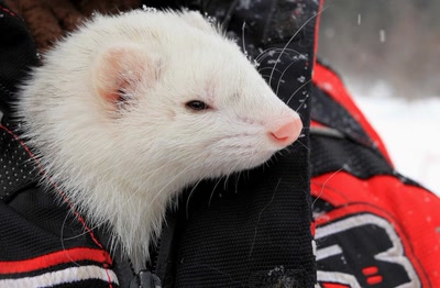 Résultat de recherche: Furet 2