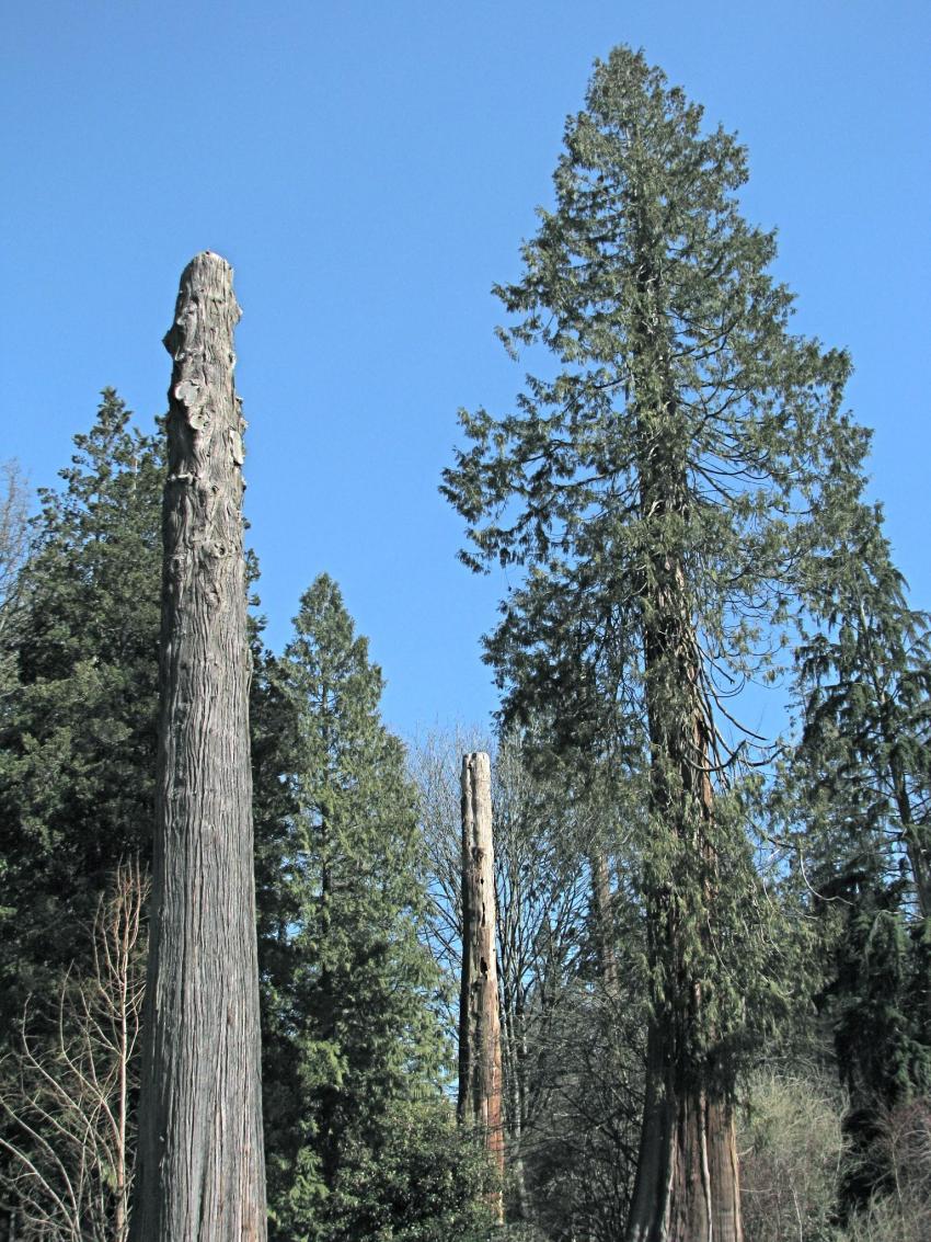 Les dernier géants du parc Stanley