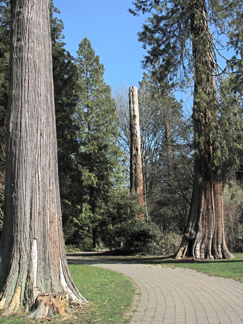 Les dernier géants du parc Stanley