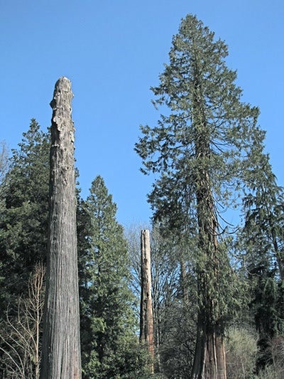 Résultat de recherche: Les dernier géants du parc Stanley