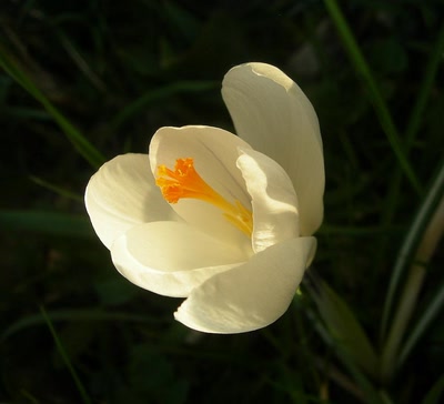 Œuvre de Talou: Crocus