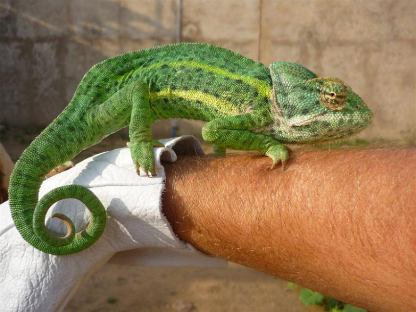 caméléon