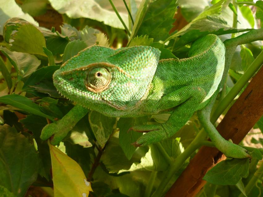 caméléon