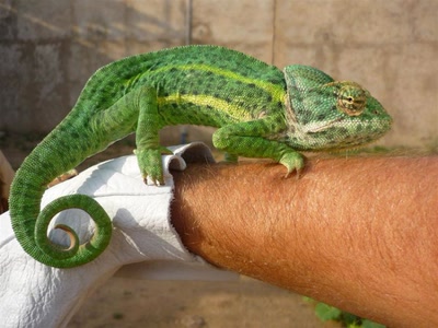 caméléon