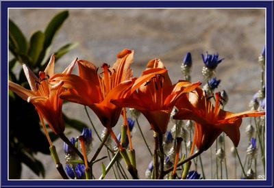 Œuvre de danque: LYS