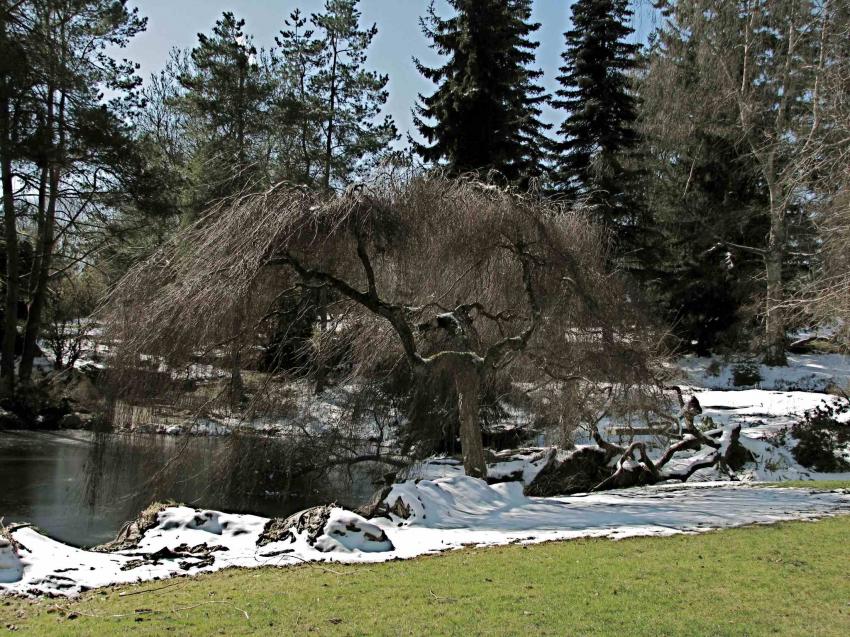 Jard.Botanique Van Dusen Vancouver -2-